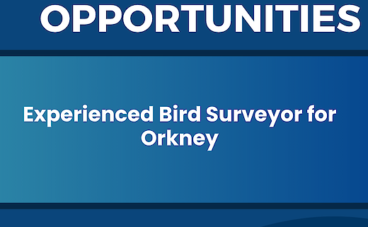 Experienced Bird Surveyor for Orkney